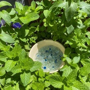 Meet your Posher, Rose